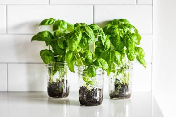 how-to-maintain-living-herbs-get-inspired-everyday-3