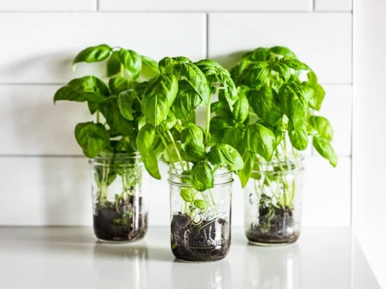 how-to-maintain-living-herbs-get-inspired-everyday-3