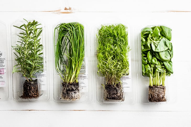 how-to-maintain-living-herbs-get-inspired-everyday